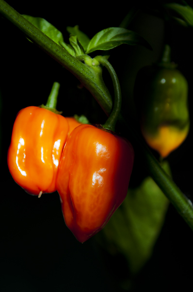 Haba6 600px.jpg - Habanero